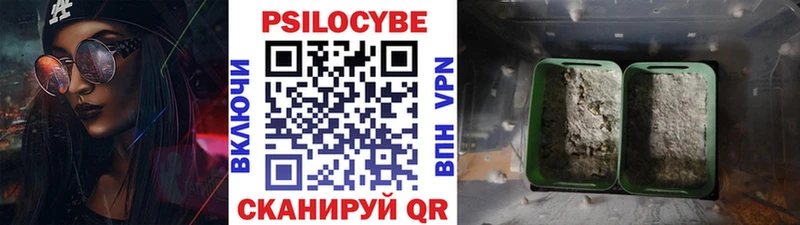 Псилоцибиновые грибы Psilocybe Новомосковск