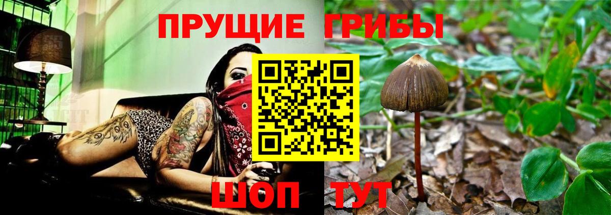 Галлюциногенные грибы Psilocybine cubensis Новомосковск